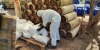 Distintas fuerzas especiales de seguridad aseguran 20 laboratorios en Culiac&aacute;n y Cosal&aacute;