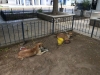 Amarrados de sus patas dejan a dos perros en un canal