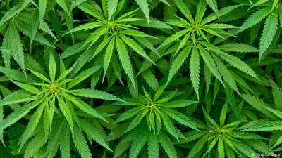 Arrestan a dos hombres de California en Alabama, ten&iacute;an mil toneladas de marihuana