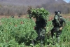 Destruye el Ej&eacute;rcito 6.5 h de amapola en Mocorito