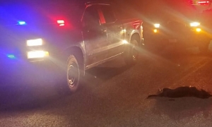 &iexcl;Perro del mal! Muere vecino de El Fuerte en accidente al atropellar un canino en carretera