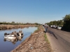 Tras choque, g&oacute;ndola se va a pique al Canal 7, en Culiac&aacute;n