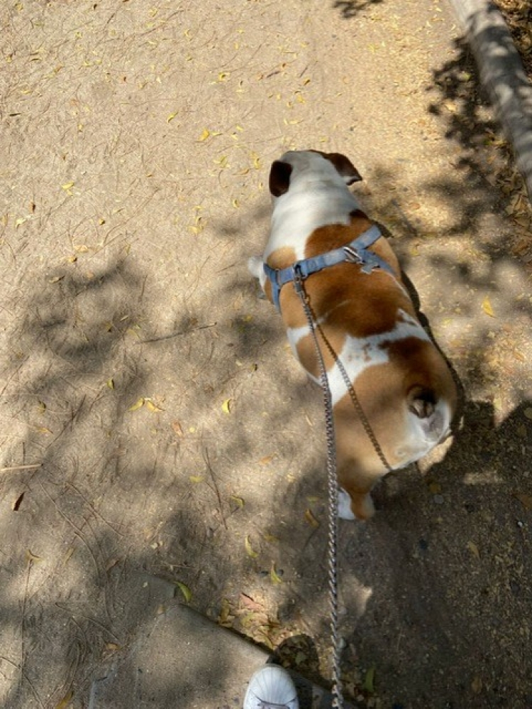 Temporada de calor trae consigo problemas de la piel en las mascotas