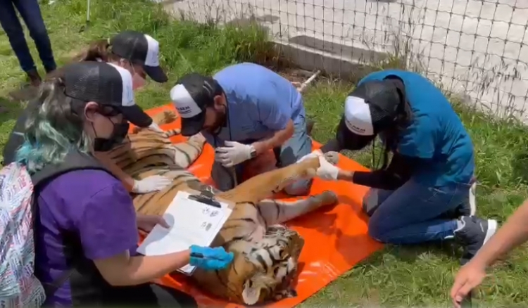 En camino a Culiac&aacute;n, 18 leones y tigres rescatados del santuario Black Jaguar-White Tiger