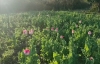 Ej&eacute;rcito Mexicano localiza tres plant&iacute;os de amapola en Sinaloa