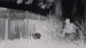 Difunden im&aacute;genes del extraterrestre que aterriz&oacute; en d&iacute;as pasados en un patio de Las Vegas, &iquest;qu&eacute; se sabe hasta el momento?