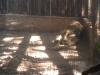 En peligro la vida de los animales rescatados en Black Jaguar-White Tiger: Arturo Islas