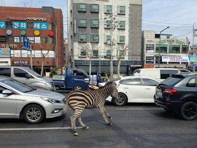 Cebra se escapa de zool&oacute;gico a plena luz del d&iacute;a y genera caos en calles de Se&uacute;l