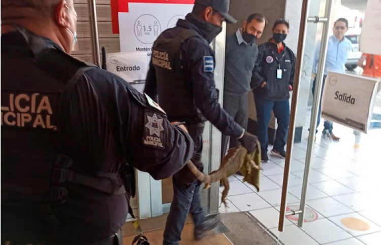 &iexcl;Por su aguinaldo! En hecho inusual, amanece una iguana en un cajero autom&aacute;tico