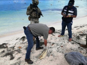 Salvavidas encuentra cr&aacute;neo de cocodrilo en zona hotelera de Canc&uacute;n