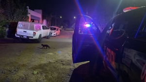 RESUMEN: 7 personas asesinadas y 3 'levantadas' en Sinaloa, el saldo rojo del 16 Febrero 2025
