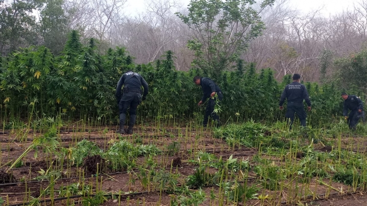 Polic&iacute;a Estatal quema plant&iacute;os de presunta marihuana durante operativo en Mazatl&aacute;n