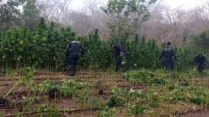 Polic&iacute;a Estatal quema plant&iacute;os de presunta marihuana durante operativo en Mazatl&aacute;n