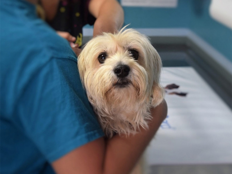 Aprueban obligaci&oacute;n para crear cl&iacute;nicas veterinarias p&uacute;blicas
