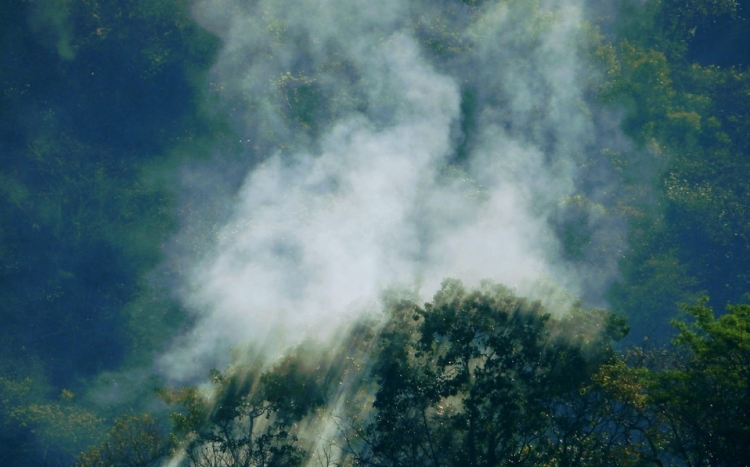 En Tamaulipas, incendio consume 40 hect&aacute;reas en Reserva de la Bi&oacute;sfera 'El Cielo'