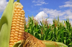 M&eacute;xico tiene una vergonzosa dependencia del ma&iacute;z de importaci&oacute;n, lamentan agricultores
