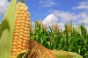 M&eacute;xico tiene una vergonzosa dependencia del ma&iacute;z de importaci&oacute;n, lamentan agricultores