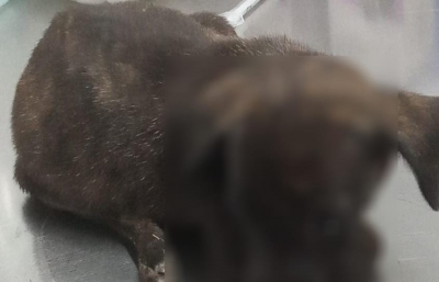 Por el presunto delito de maltrato o crueldad en contra de animales dom&eacute;sticos, es detenido por Polic&iacute;as de la SSPyTM