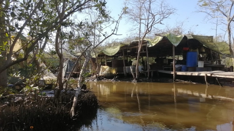 Aseguran narcolaboratorio en un manglar, en Navolato