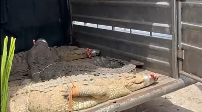 Trasladan a Mazatl&aacute;n a 130 animales al Santuario Ostok