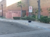 Muri&oacute; presunto asaltante de la Central de Camiones de Culiac&aacute;n