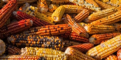 M&eacute;xico pierde ante Estados Unidos batalla legal contra el ma&iacute;z transg&eacute;nico