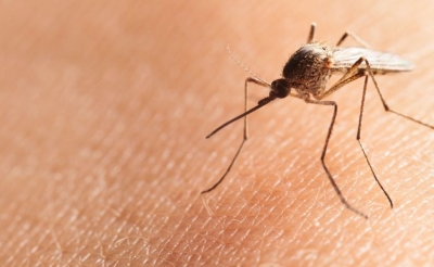 Registran en Colima el primer caso de Covidengue