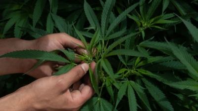 No descarta AMLO dar marcha atr&aacute;s a la despenalizaci&oacute;n del uso de la marihuana