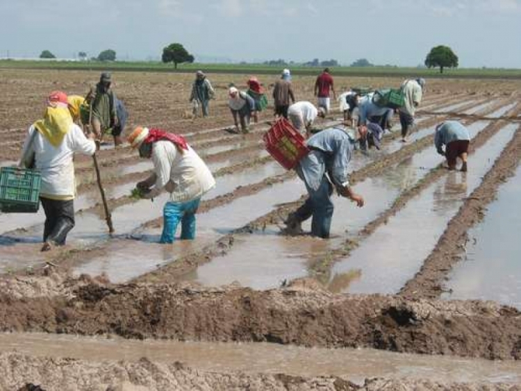 Rechazan productores base del ma&iacute;z a 41 d&oacute;lares propuesta por Segalmex: productores