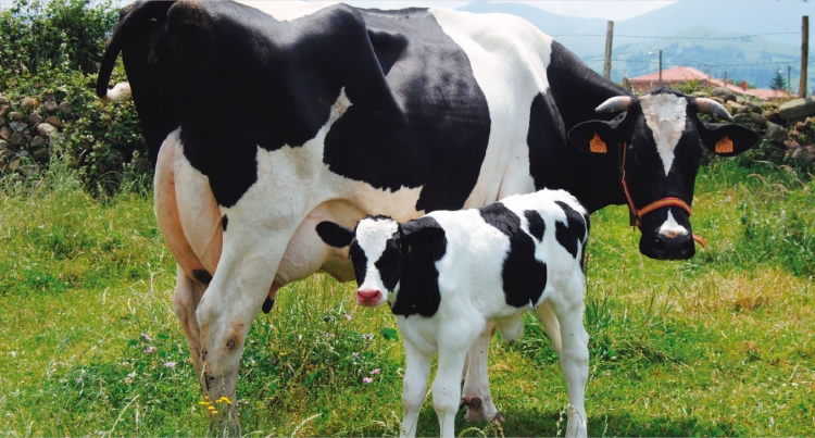 Piden ganaderos que les reciba leche Liconsa