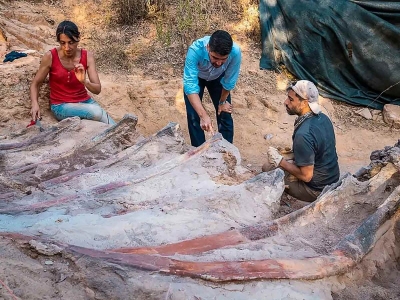 Hallan en Portugal un enorme dinosaurio saur&oacute;podo del periodo Jur&aacute;sico