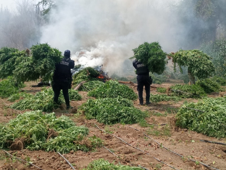 Sedena y PEP localizan plant&iacute;o de mariguana en Culiac&aacute;n