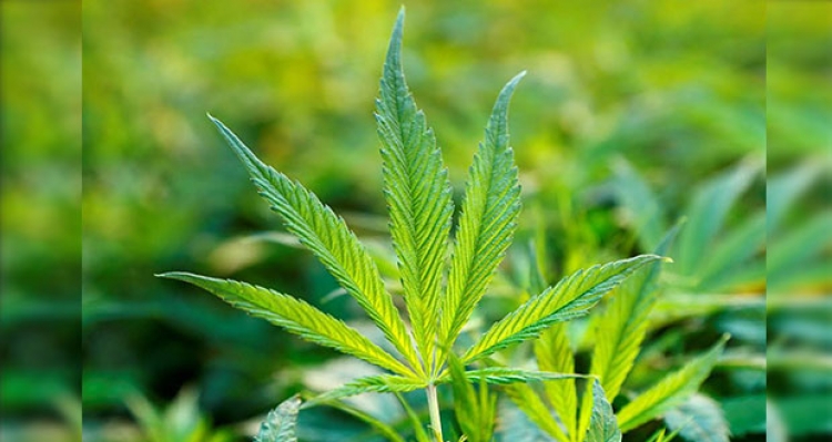 Publican en el DOF declaratoria para uso l&uacute;dico de la mariguana