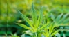 Publican en el DOF declaratoria para uso l&uacute;dico de la mariguana