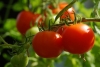 Se&ntilde;alan que el campo agr&iacute;cola de M&eacute;xico y la regi&oacute;n &acute;est&aacute; hecho pedazos': Sader