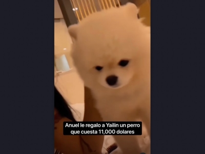 Presume Yailin  perrito de 11 mil d&oacute;lares que le regalo Anuel de 11