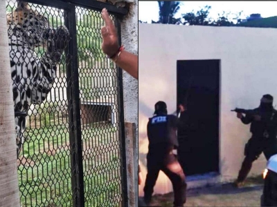 Hallan droga y animales ex&oacute;ticos tras cateos en Cozumel