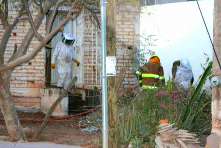 Cuatro heridos tras ataque de abejas en la 10 de Mayo en Guam&uacute;chil