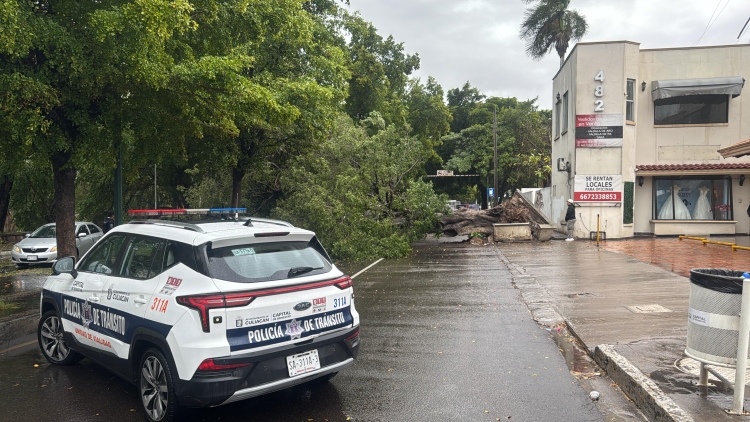 Reportan en Paseo Ni&ntilde;os H&eacute;roes y Riva Palacio la ca&iacute;da de un &aacute;rbol; cerrada la vialidad