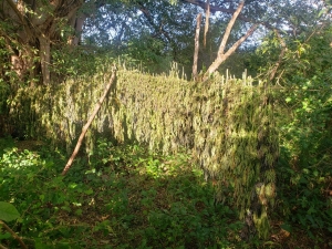Plant&iacute;o de marihuana y "tendedero" son asegurados y destruidos
