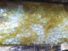 Guardia Nacional asegura en Torre&oacute;n cerca de 2,000 pastillas de fentanilo en mensajer&iacute;a; su destino era Illinois, Estados Unidos