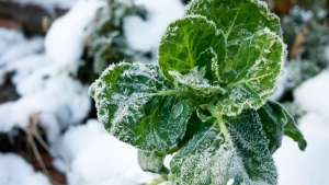 En riesgo los cultivos en la zonas fr&iacute;as del estado, por segunda tormenta invernal: Caades