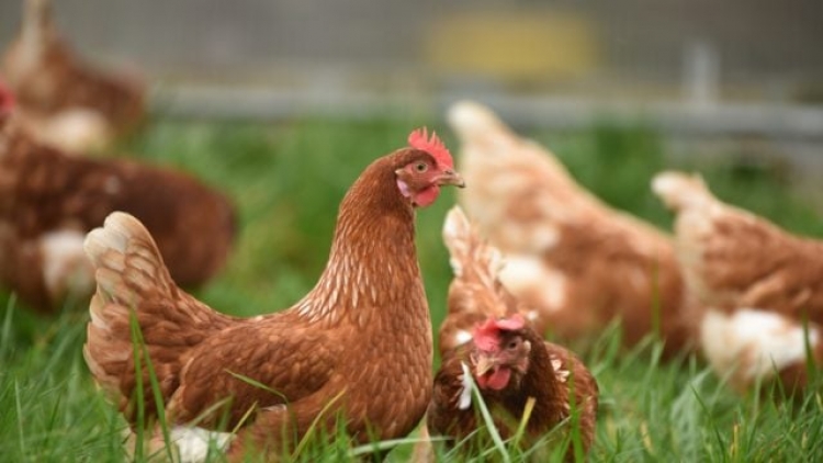 M&eacute;xico detecta grave cepa H5N1 de gripe aviar en granja en Nuevo Le&oacute;n