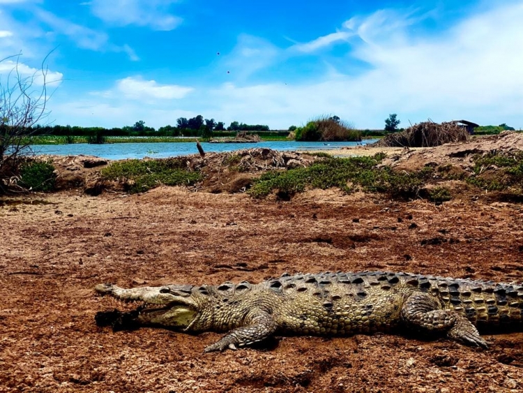 &iexcl;Aguas, zona de cocodrilos!