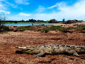 &iexcl;Aguas, zona de cocodrilos!
