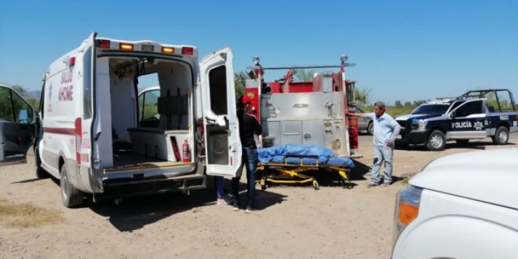 Muere adulto por ataque de abejas, en un ejido de Ahome