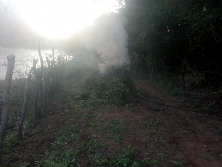 Destruyen plant&iacute;o de marihuana y localizan un laboratorio