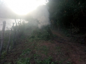 Destruyen plant&iacute;o de marihuana y localizan un laboratorio