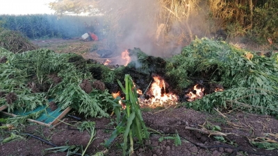 Descubren plant&iacute;o de mariguana entreverada con ma&iacute;z, en Elota