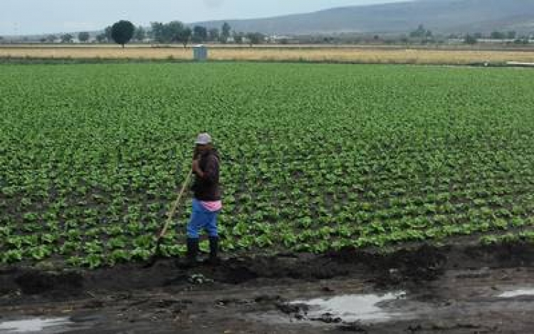Inicio de lluvias mejora el panorama agr&iacute;cola: UAS